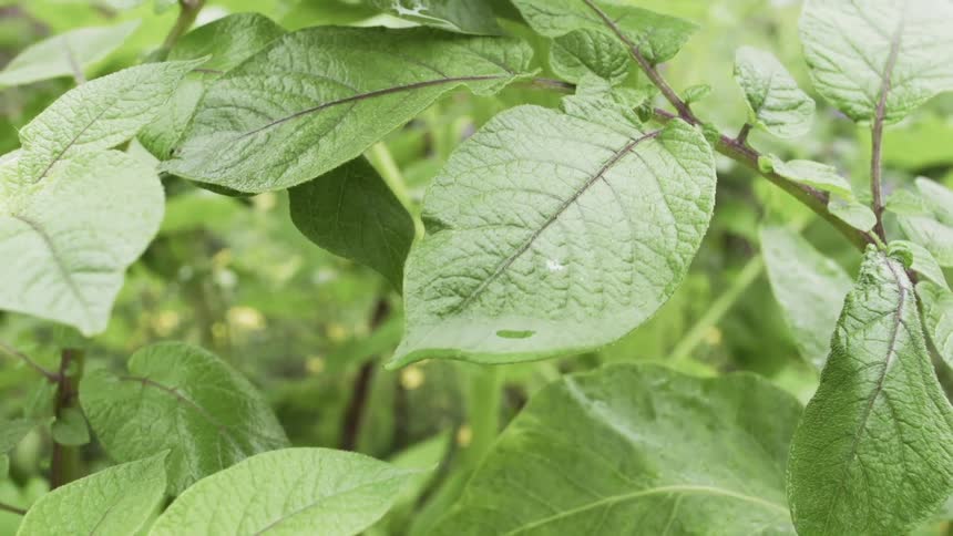 The wind blows the wet leaves on the plants
