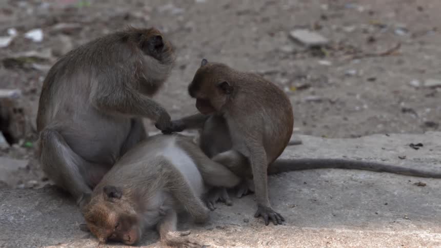 Boy Playing With Monkeys
