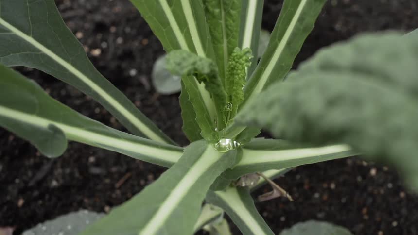 Large leafy plant in black soil