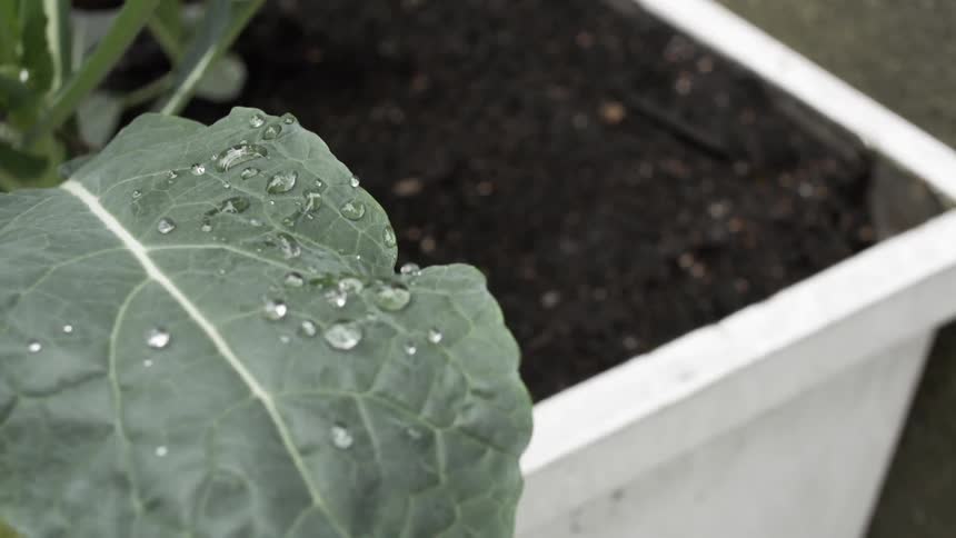 Raindrops on leaves