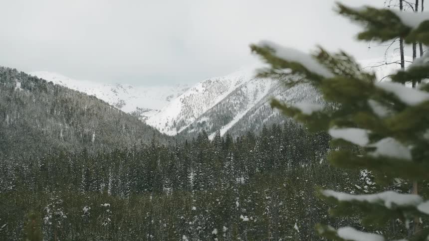 The tall trees line the side of the snow covered mountain