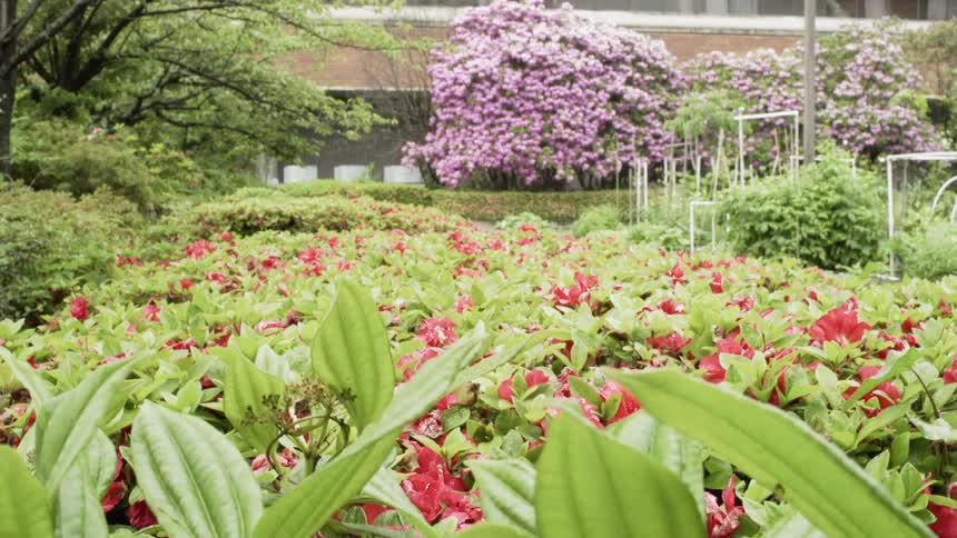 Bed of red flowers blow in the wind next to a building