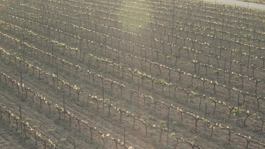 The crop field is fast and covered with sunlight