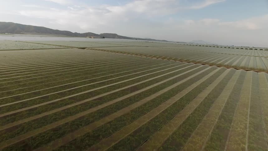 Plants grow peacefully in a flat farm field