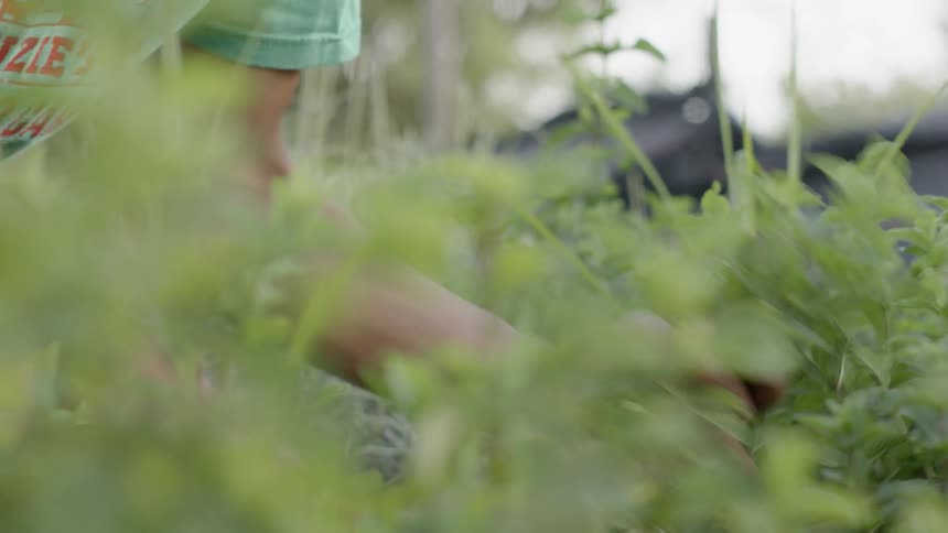 A man clip green plants during the day
