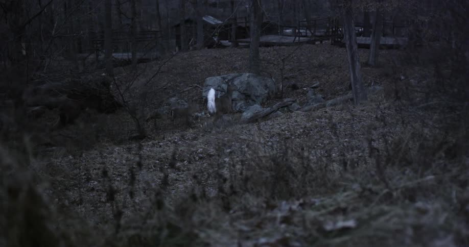A cabin in the woods
