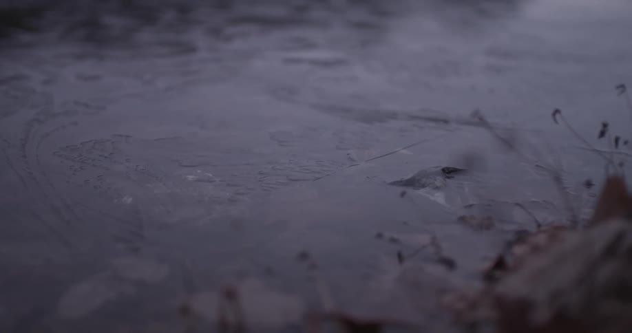 Close view of partially frozen water covering fallen leaves