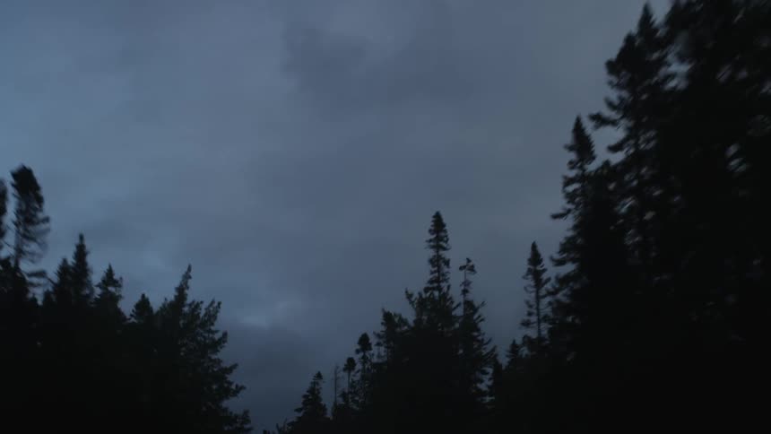 Traveling through a forest with trees on both sides
