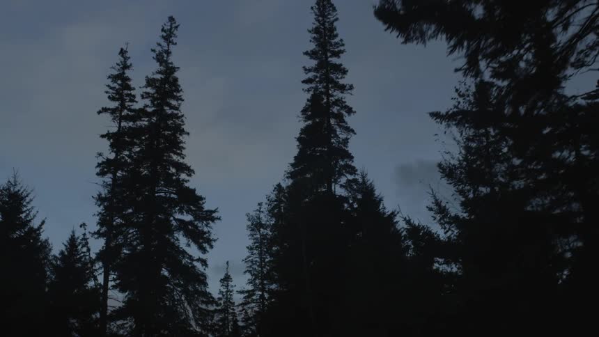 Tall trees in a forest against a blue sky