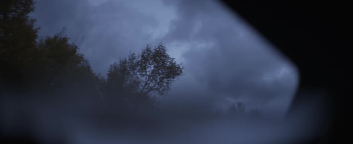 A foggy forest