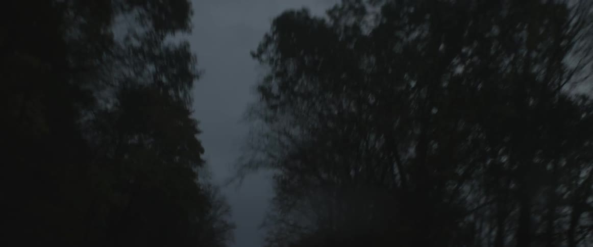 Traveling on a tree lined road