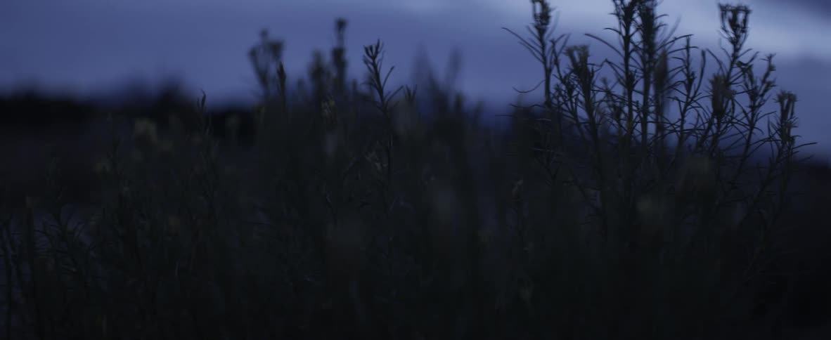 Plants outside at night