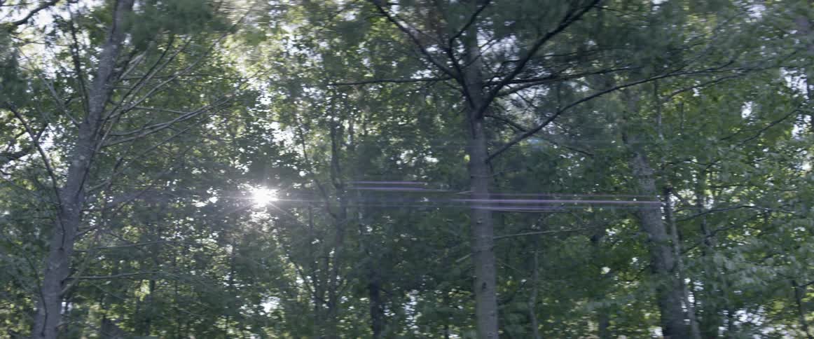 Sunlight shines through tall trees