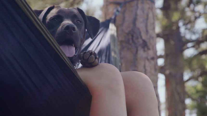 Woman Hammocking With Dog