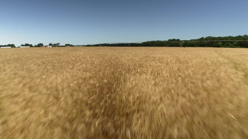 Field of wheat
