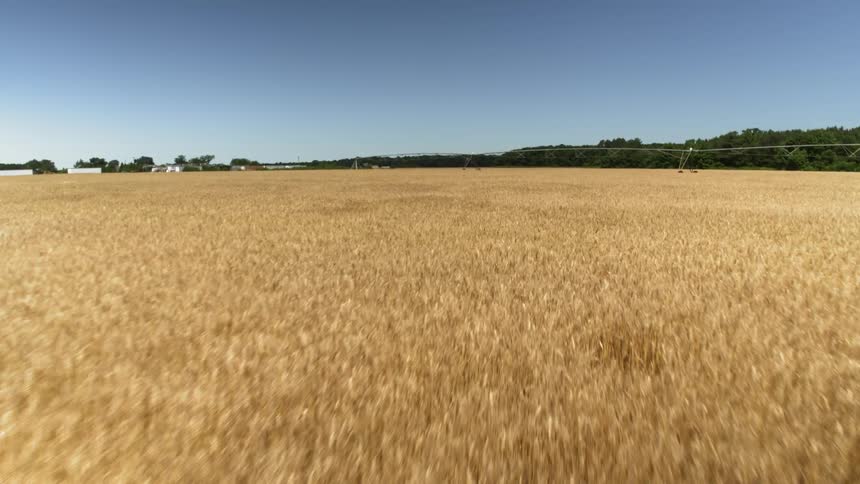 Wind blows through crops on a farm