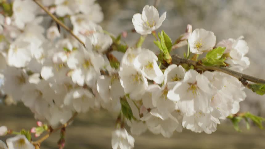 Wind blows through spring cherry blossoms on a tree branch