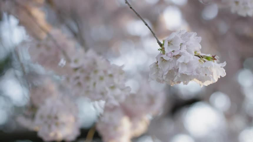Cherry Blossom Flowers on trees blowing in the wind