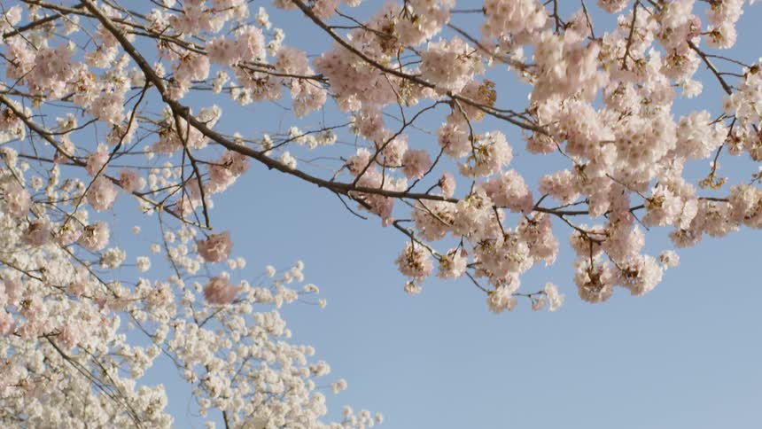 cherry blossoms on trees in Washington DC
