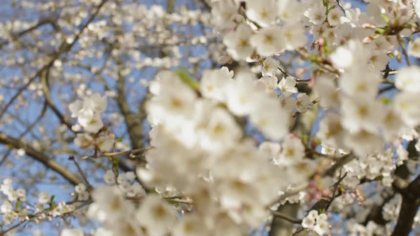 Wind blows through spring cherry blossoms In Washington DC
