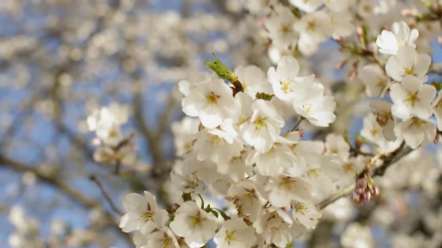 Wind blows through spring cherry blossoms in Washington dc