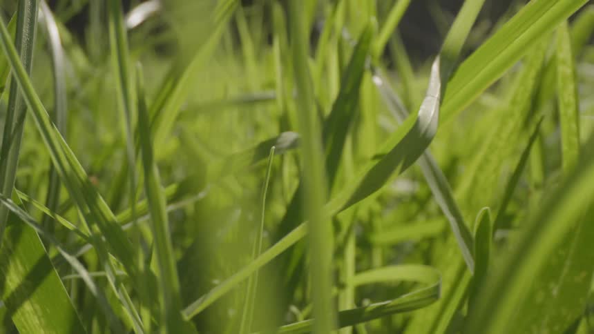 Grass grows in a field on a sunny day