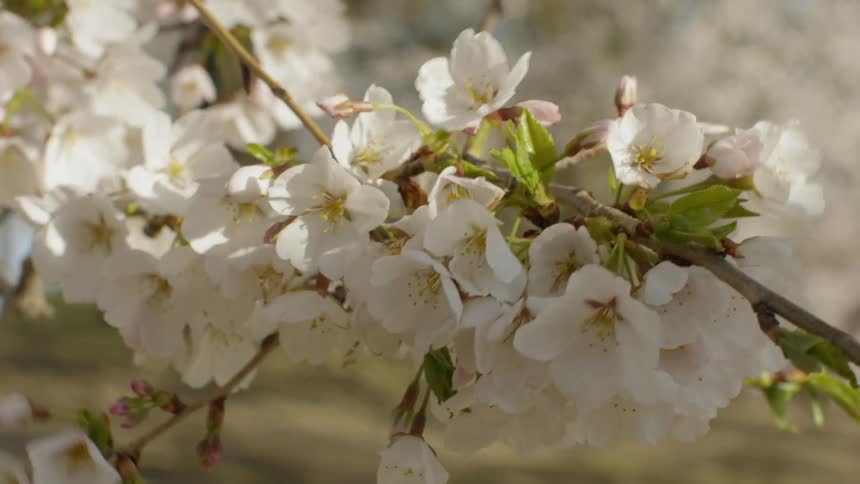 Wind blows through spring cherry blossoms on a tree branch