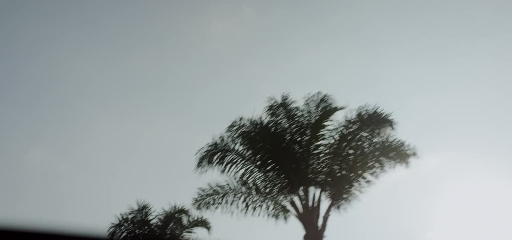 Passing palm trees and street light on sunny day