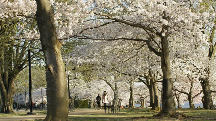 People walk in a park with spring cherry blossoms