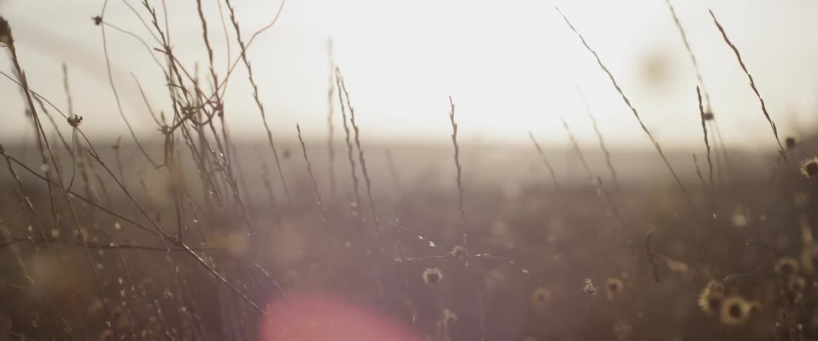 Wind blows though grass in a rural field
