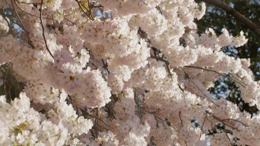 Wind blows through spring Cherry blossoms on a tree