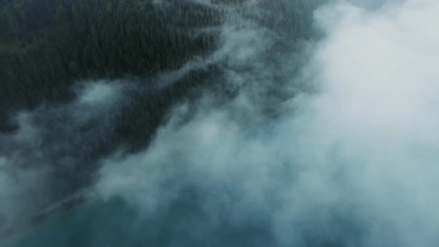 Fog hanging over forest
