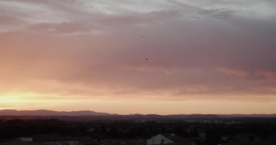 Starlings fly during sunset