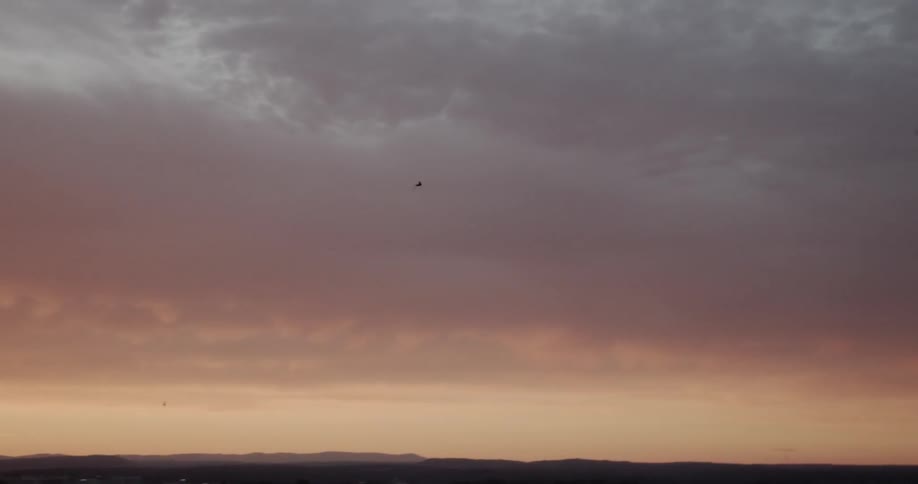Bird is flying in cloudy sky at sunset