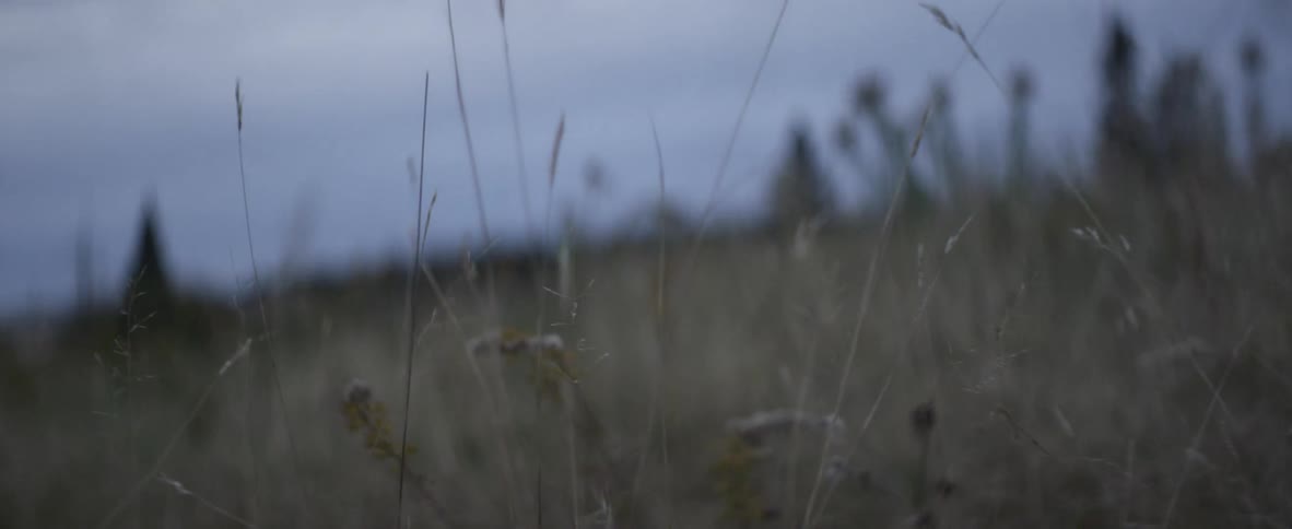 Grasslands blowing in the wind