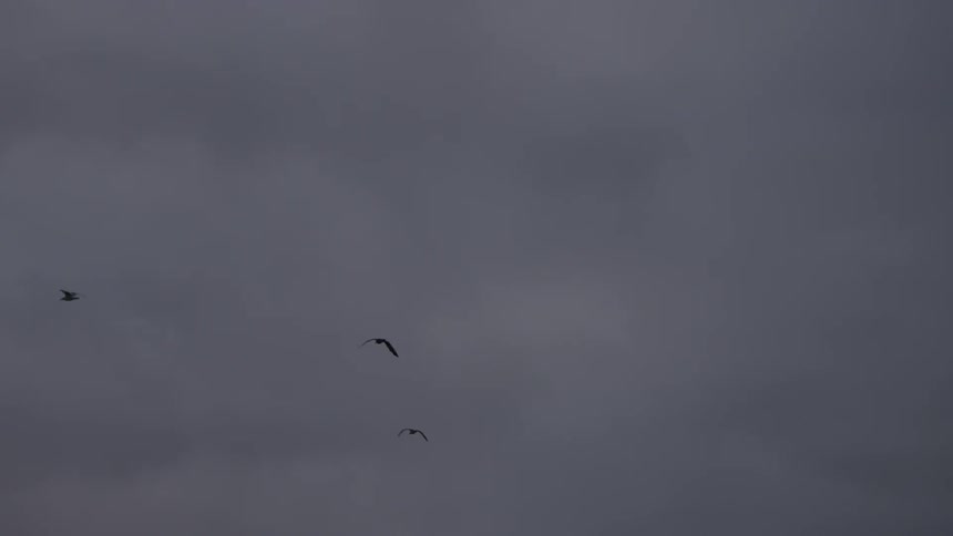 Birds fly in a cloudy sky