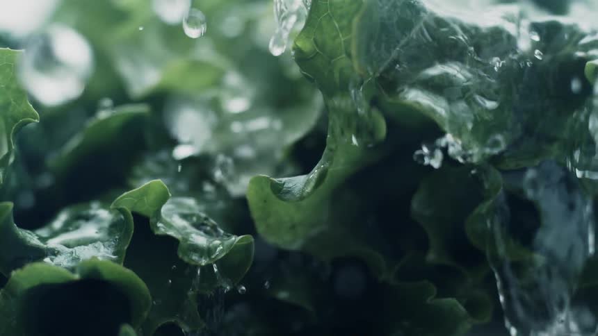 Water falling over leaf lettuce