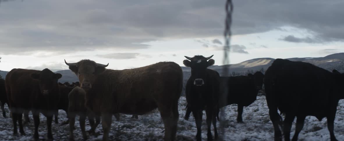 Cows standing in the snow