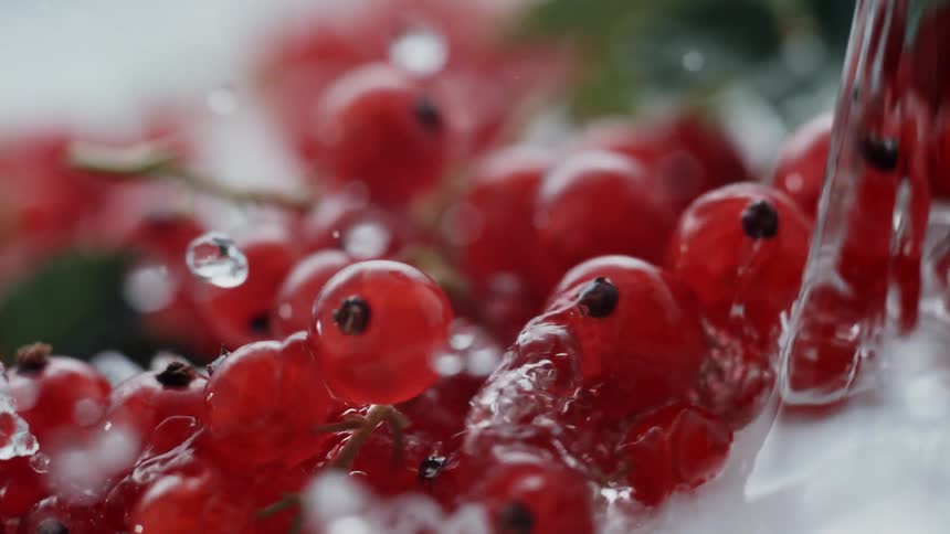 Water pouring onto red currant berries