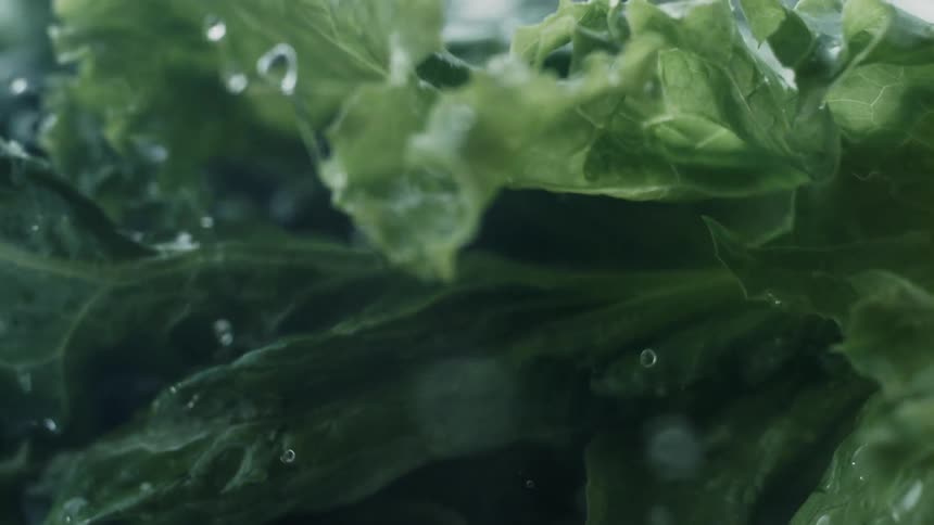 Green leaf lettuce is being washed with water