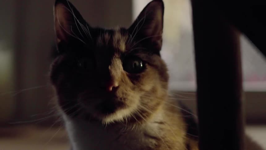 A cat is sitting inside in daylight