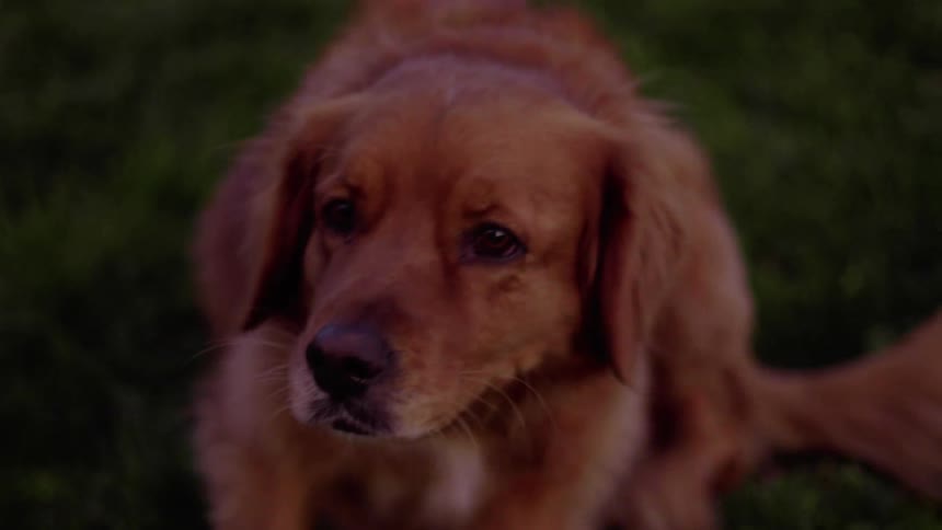 A dog scratches itself on a grassy lawn