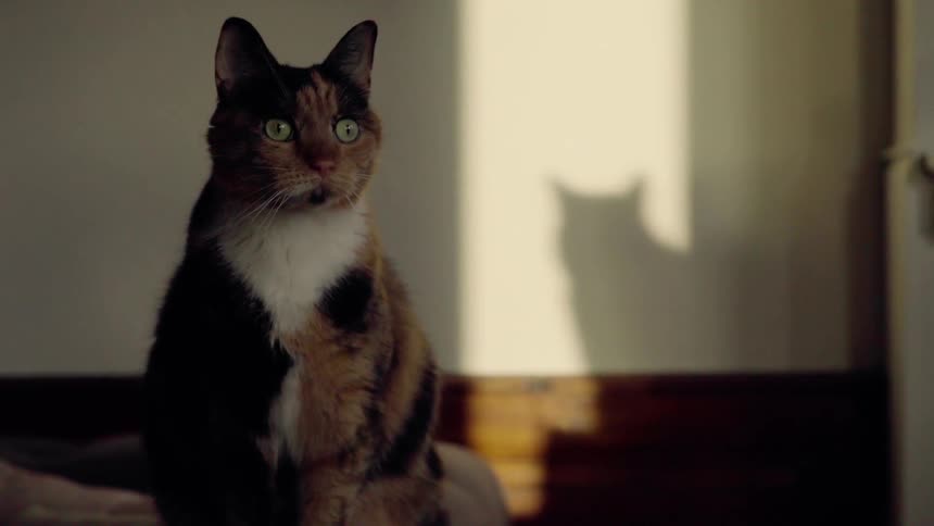 A cat walks and sits down in the room