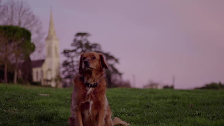 Brown dog licks his nose as he sits in a field