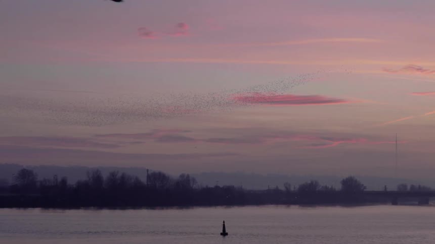Flock of birds flying in the sky over lake after sunset