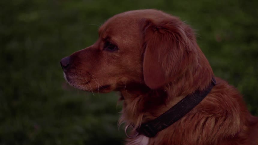 Dog sitting in a field looking around