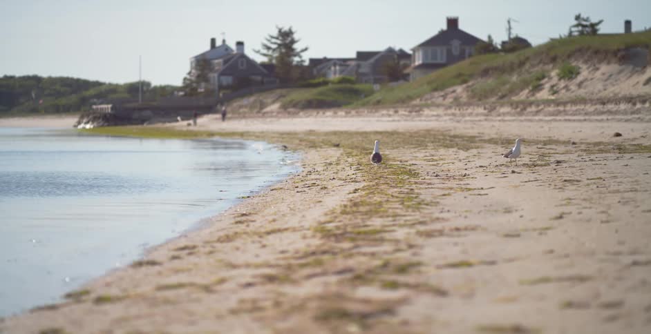 Seagulls walk on a sandy coast
