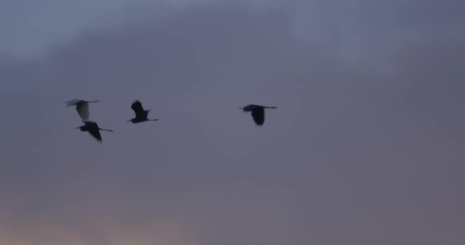Birds in flight at dusk