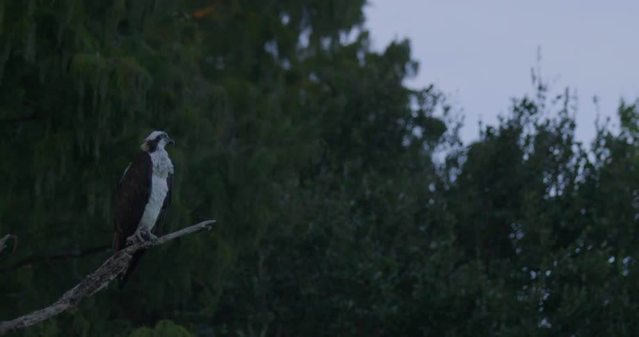 Florida Everglades Scenics
