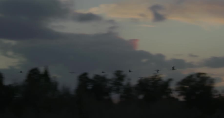 The birds fly past the trees at dawn